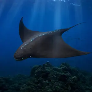 Electric eel + Manta ray